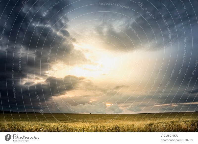 Stürmischer Himmel über Weizenfeld Sommer Natur Landschaft Pflanze Luft Wolken Gewitterwolken Horizont Sonne Sonnenfinsternis Sonnenlicht Herbst Wetter