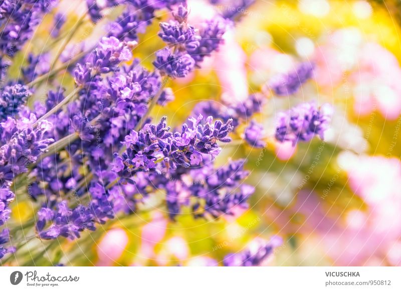 Lavendel, Hintergrund mit Bokeh Design Sommer Natur Pflanze Herbst Blume Garten Park retro gelb rosa lavender Unschärfe Sonnenstrahlen Farbfoto mehrfarbig