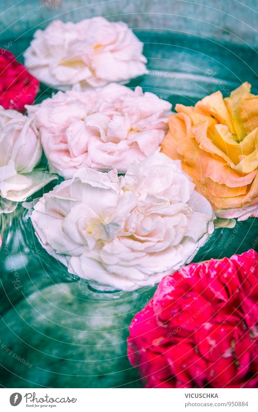 Rose Blumen im Wasser Stil Design Freizeit & Hobby Garten Dekoration & Verzierung Natur Pflanze rosa rot gelb mehrfarbig Außenaufnahme Farbfoto Nahaufnahme Tag