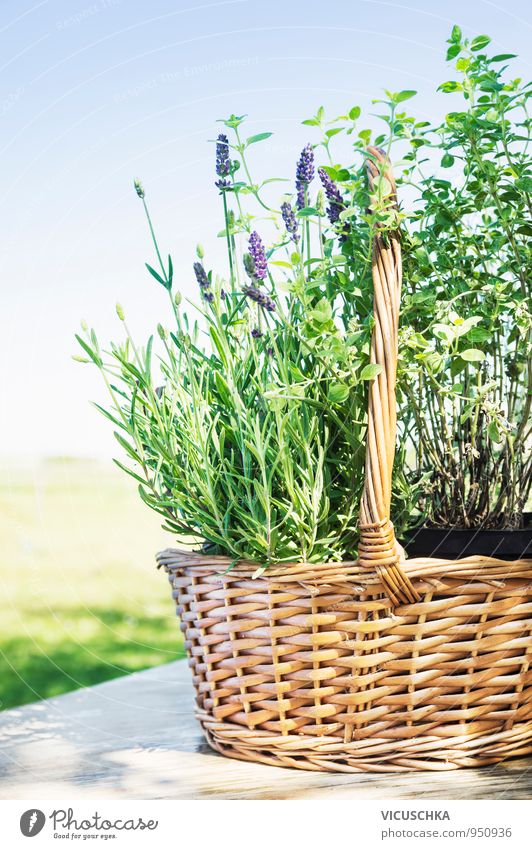 Lavendel Korb auf Gartentisch Lifestyle Stil Design Spa Sommer Natur Pflanze Frühling Grünpflanze Blumenstrauß Hintergrundbild Provence aromatisch Tisch Holz