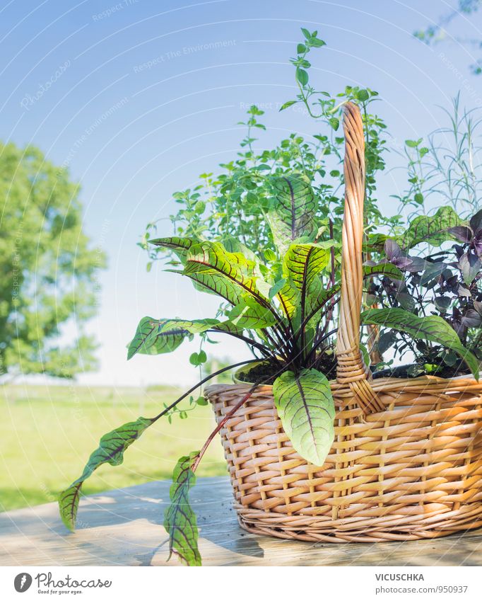 Korb mit Kräutern auf Holztisch im Sommergarten Lebensmittel Kräuter & Gewürze Lifestyle Design Gesunde Ernährung Freizeit & Hobby Garten