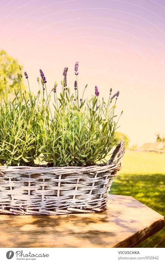 Lavendel in alten Korb auf Tisch im Garten Lifestyle Stil Design Erholung ruhig Duft Freizeit & Hobby Sommer Natur Pflanze Himmel Wolkenloser Himmel Sonnenlicht