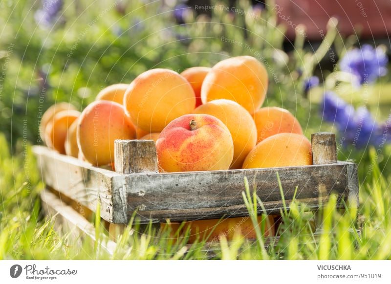 Alte Holzkiste mit Aprikosen im Garten Lebensmittel Frucht Bioprodukte Vegetarische Ernährung Diät Saft Lifestyle Gesunde Ernährung Sommer Natur gelb Stil
