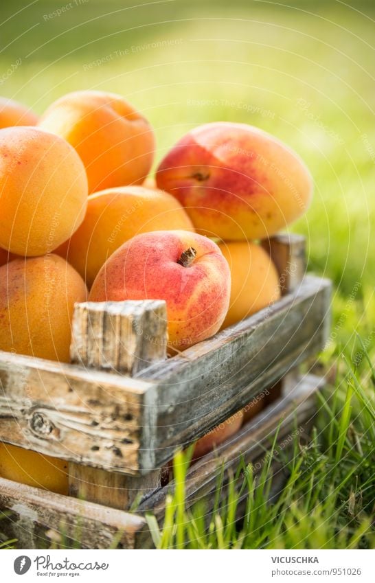 Aprikosen in alten Holzkiste auf dem Rasen Lebensmittel Frucht Bioprodukte Vegetarische Ernährung Diät Saft Lifestyle Sommer Natur gelb Snack Feinschmecker