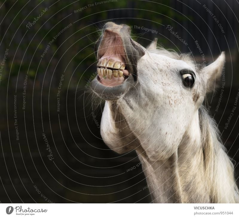 Weißes Pferd lächelt Lifestyle Freizeit & Hobby Sommer Sport Reitsport Natur Frühling Herbst Tier Nutztier 1 Design grinsen weiß lachen Wittern Maul Auge Freude