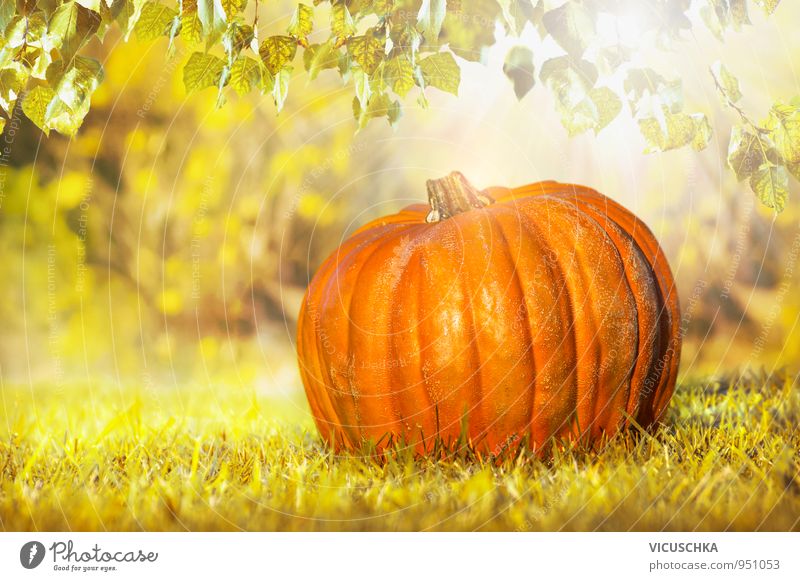 Kürbis auf Laub im Herbst Garten Design Erntedankfest Halloween Business Natur Pflanze Sonnenlicht Schönes Wetter Blatt Park gelb orange Tradition