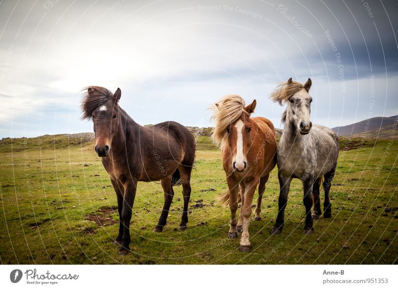 Drei Islandpferde mit unterschiedlichen Fellfarben und Wind in den Mähnen und Schöpfen auf einer typischen isländischen Wiese Reitsport Tier Haustier Nutztier
