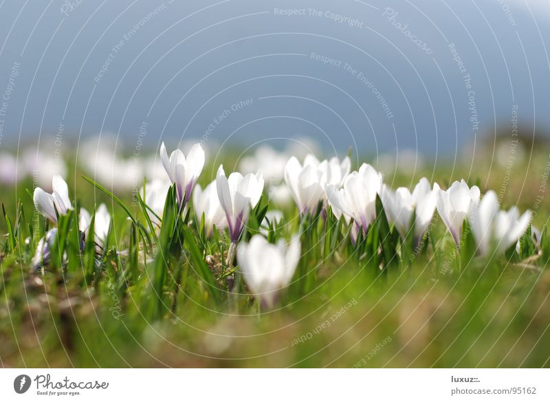Frühling im Breitbild Alm aufwachen Bergwiese springen Krokusse Blume Wiese Blüte Kraft Berge u. Gebirge flower grassland crocus Weide