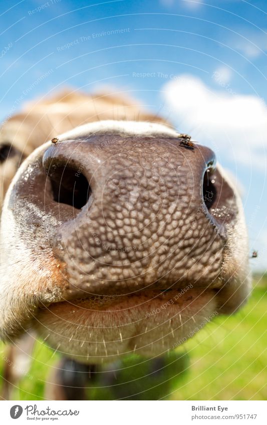 Kuh streckt Nase aus Umwelt Natur Schönes Wetter Wiese Tier Nutztier 1 natürlich Neugier niedlich Zufriedenheit Interesse Idylle nachhaltig nah Nahaufnahme