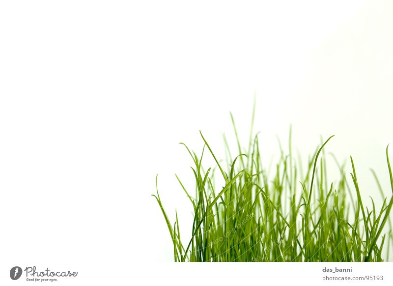 clean gras - Raum ist Luxus! Gras Halm Vor hellem Hintergrund Textfreiraum oben Grasbüschel organisch pflanzlich grasgrün