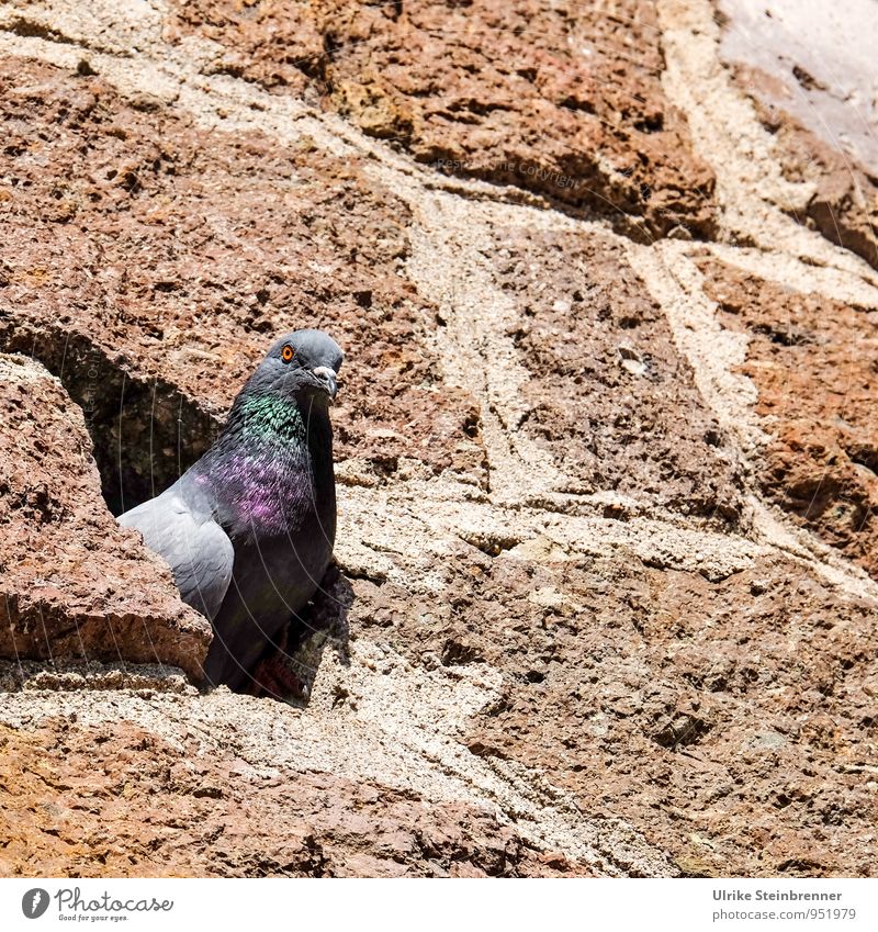 Entfaltungsmöglichkeiten | Nischendasein Burg oder Schloss Mauer Wand Tier Wildtier Vogel Taube Tiergesicht 1 beobachten Blick sitzen warten Häusliches Leben