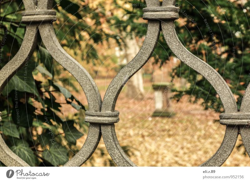 Durchblick Natur Herbst Baum Efeu Leipzig Park Fenstergitter Metall alt braun gold grün schön ruhig Trauer Sehnsucht Einsamkeit Stimmung Außenaufnahme