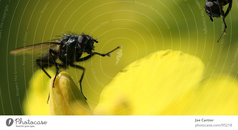 Begrüssung Blüte Begrüßung gelb Raps Insekt Fliege Makroaufnahme Flügel