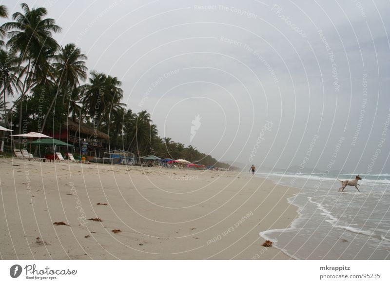 Beached Südamerika Venezuela Strand Meer Ferne Palme dunkel Hund schlechtes Wetter Himmel El Aqua Isla Margarita Sand Wolken