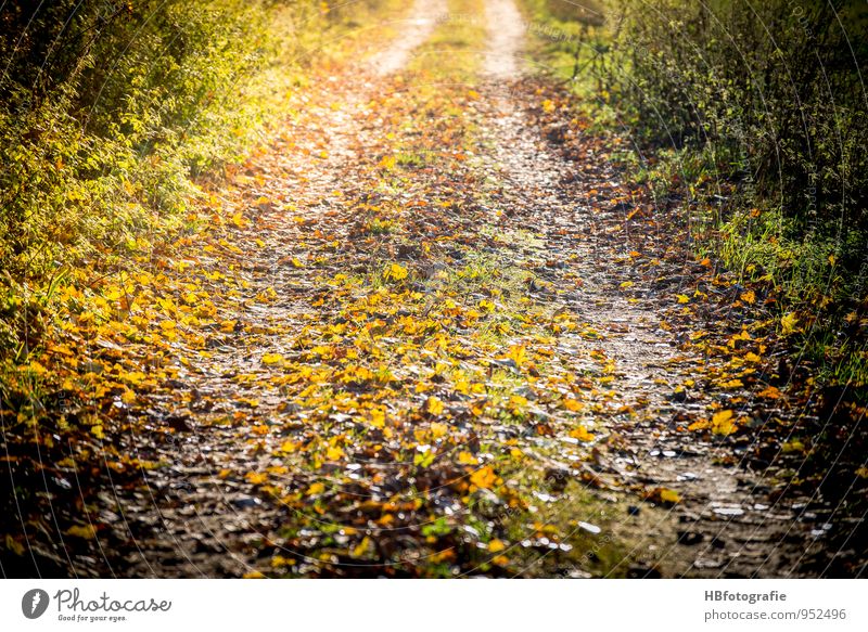 Weg nach Irgendwo Umwelt Natur Landschaft Sonne Sonnenlicht Herbst Schönes Wetter Grünpflanze Wald Bewegung laufen gelb gold Gefühle Lebensfreude Mut