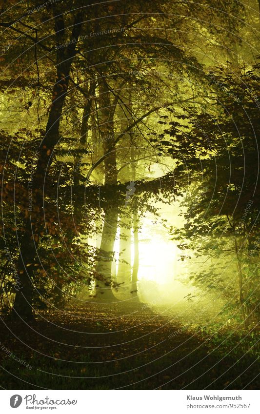 Herbstlicht im Laubwald Umwelt Natur Pflanze Nebel Baum Park Wald Salow schön braun gelb grau grün schwarz weiß Gegenlicht Romantik fantastisch Farbfoto
