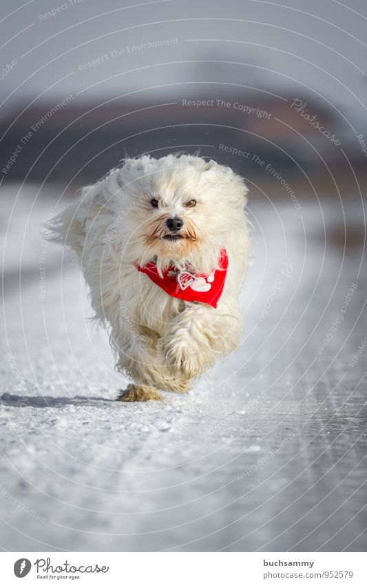 Schneeball Winter Tier Straße langhaarig Haustier Hund Fell 1 kalt Geschwindigkeit weiß Bichon Halstuch Havaneser Jahreszeiten Rassehund rennen Farbfoto