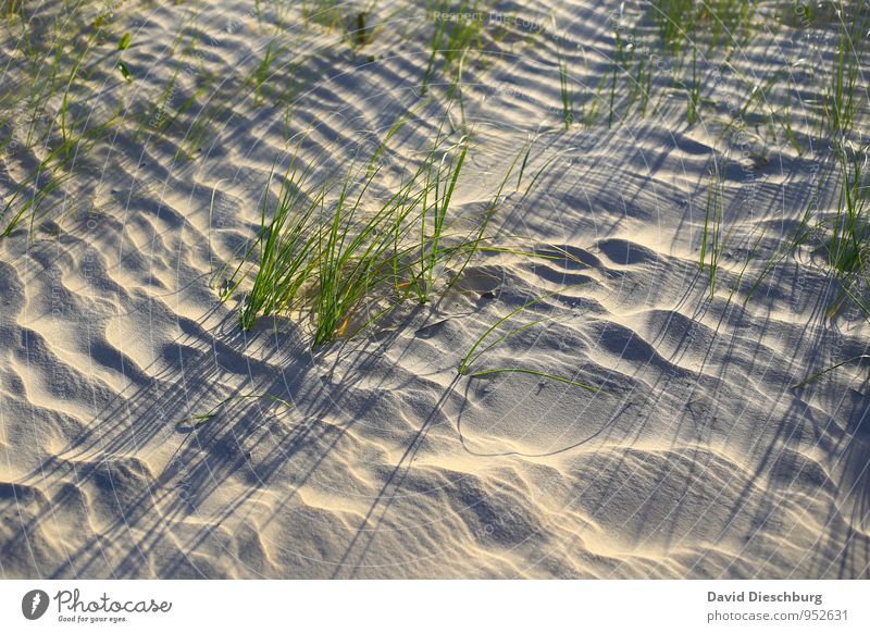 Kleine Halme = großer Schatten Ferien & Urlaub & Reisen Sommerurlaub Natur Landschaft Pflanze Tier Sand Sonnenaufgang Sonnenuntergang Schönes Wetter Gras