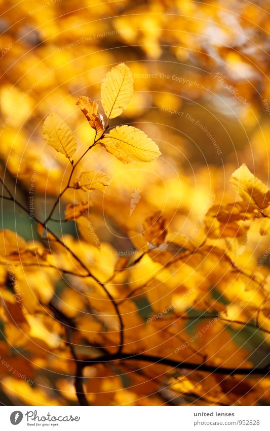 AK# Blattgold Kunst ästhetisch Zufriedenheit herbstlich Herbstlaub Herbstfärbung Herbstbeginn Herbstwald Herbstlandschaft Baum Zweige u. Äste Sonne gold-braun