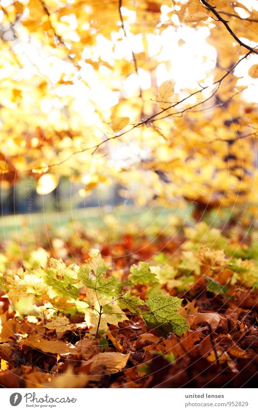 AK# Unterholz Umwelt Natur Landschaft Pflanze ästhetisch Zufriedenheit herbstlich Herbstlaub Herbstfärbung Herbstbeginn Herbstwetter Herbstwald Herbstlandschaft