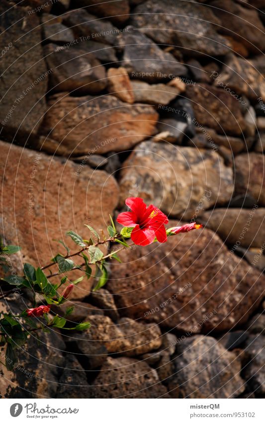 Mauerblümchen. Natur ästhetisch Zufriedenheit Blume Steinmauer Wachstum Durchsetzungsvermögen rot Hibiscus Hibiscusblüte Blühend Farbfoto Gedeckte Farben