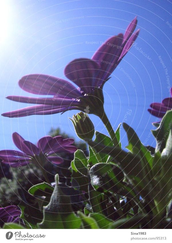 Der Sonne entgegen Blume Pflanze Tier Wiese grün violett schön Blüte Physik Sommer Wolken Außenaufnahme genießen Erholung Natur Garten gießen Blühend hell Wärme