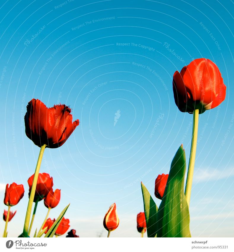 Den Kopf in den Himmel... rot Blume Tulpe streben satt gesättigt Beet Niederlande Weitwinkel grün Stengel Zierpflanze Freude Frühling blau Pflanze Kontrast