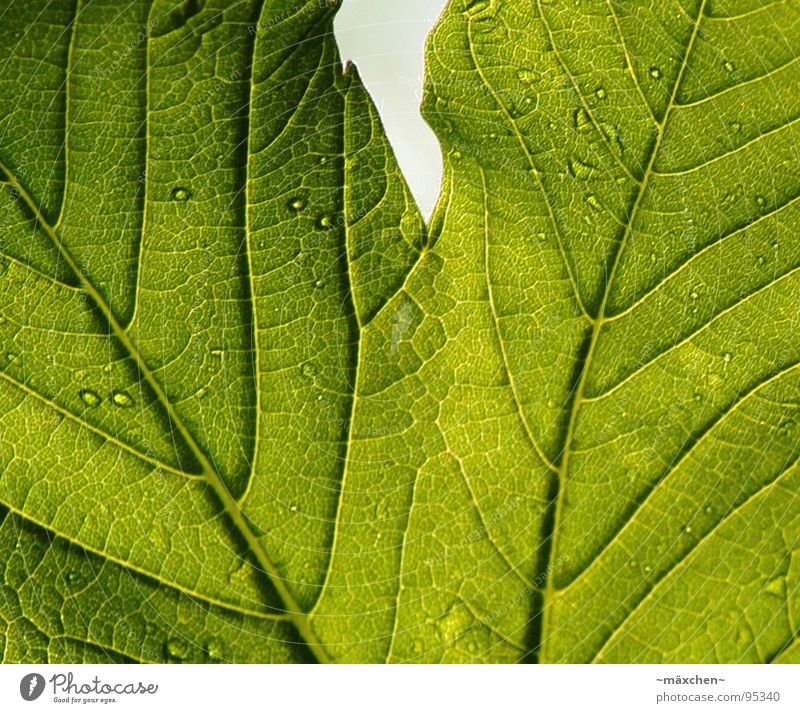 Die Zeichen eines Blattes II grün live Gefäße Pflanze Baum Reifezeit leaf Leben Wassertropfen Kontrast durchsichtig Wachstum