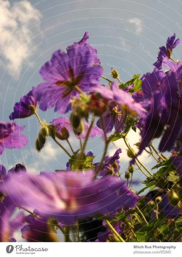 Käfersicht Blume Pflanze grün Froschperspektive violett Jungpflanze Wildpflanze Himmel Wattewölkchen Frühling sprießen Wachstum Wiese Wiesenblume Makroaufnahme