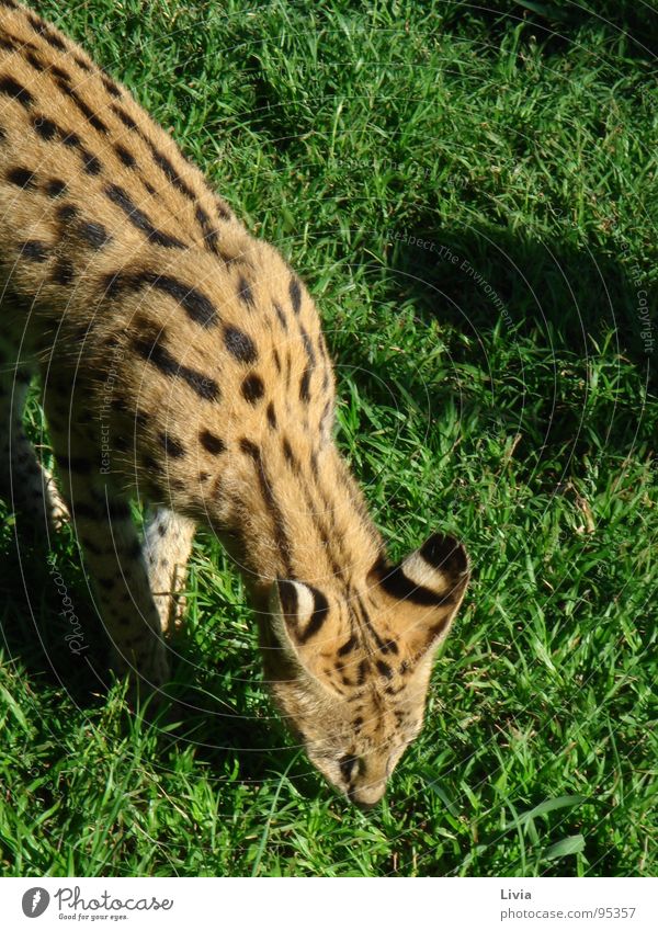 Cheetah Breeding Project Raubkatze Südafrika Wildtier Afrika füttern Tier Safari Natur Wildniss Katze