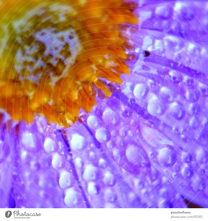 light up Blume Blüte frisch dunkel glänzend violett nah Wasser Makroaufnahme Nahaufnahme Kontrast Regen Schatten orange Wassertropfen Klarheit