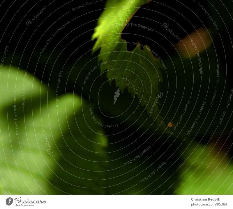 Spinne auf Blattsalat Licht Blattadern Unschärfe gelb grün lassen Makroaufnahme Nahaufnahme Blattfraß Natur Schatten geritzt
