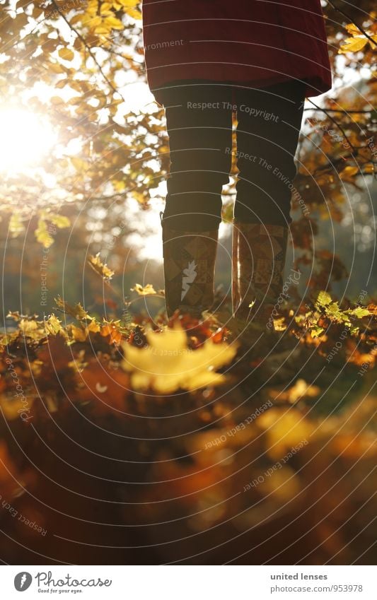 AK# Herbststand Umwelt Natur Landschaft Pflanze ästhetisch Zufriedenheit herbstlich Herbstlaub Herbstfärbung Herbstbeginn Herbstwetter Herbstwald