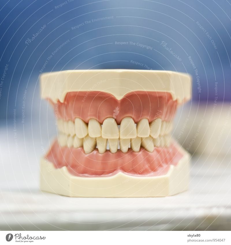Grinsebacke Zahnarzt Zähne Gebiss lachen Lächeln Zahnfleisch Prothese Zahnersatz Zahntechnik Zahnmedizin Medizin Sauberkeit Mund Gesundheitswesen dental Pflege