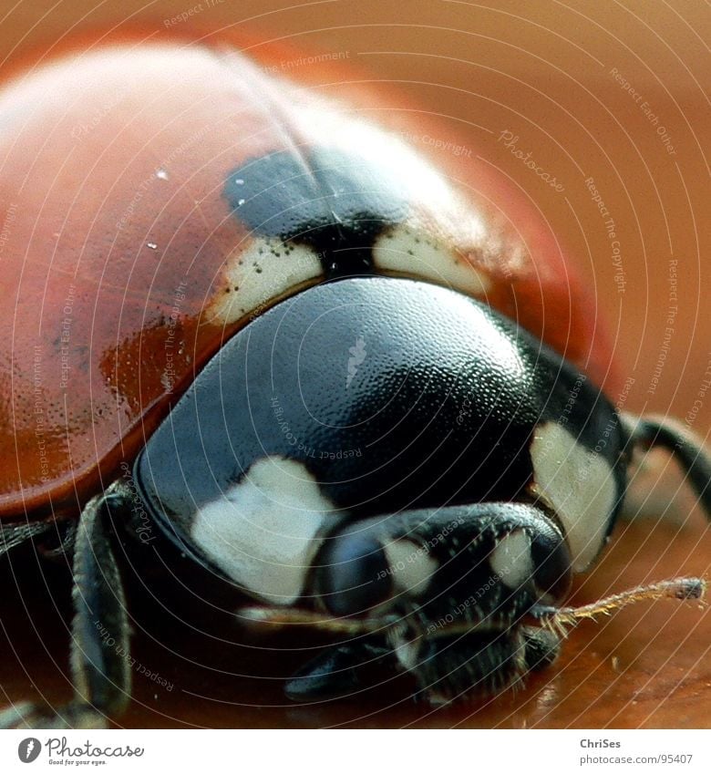 Siebenpunkt-Marienkäfer 7 Insekt weiß schwarz Tier Käfer Frühling Sommer Makroaufnahme Nahaufnahme orange Punkt beetle ChriSes