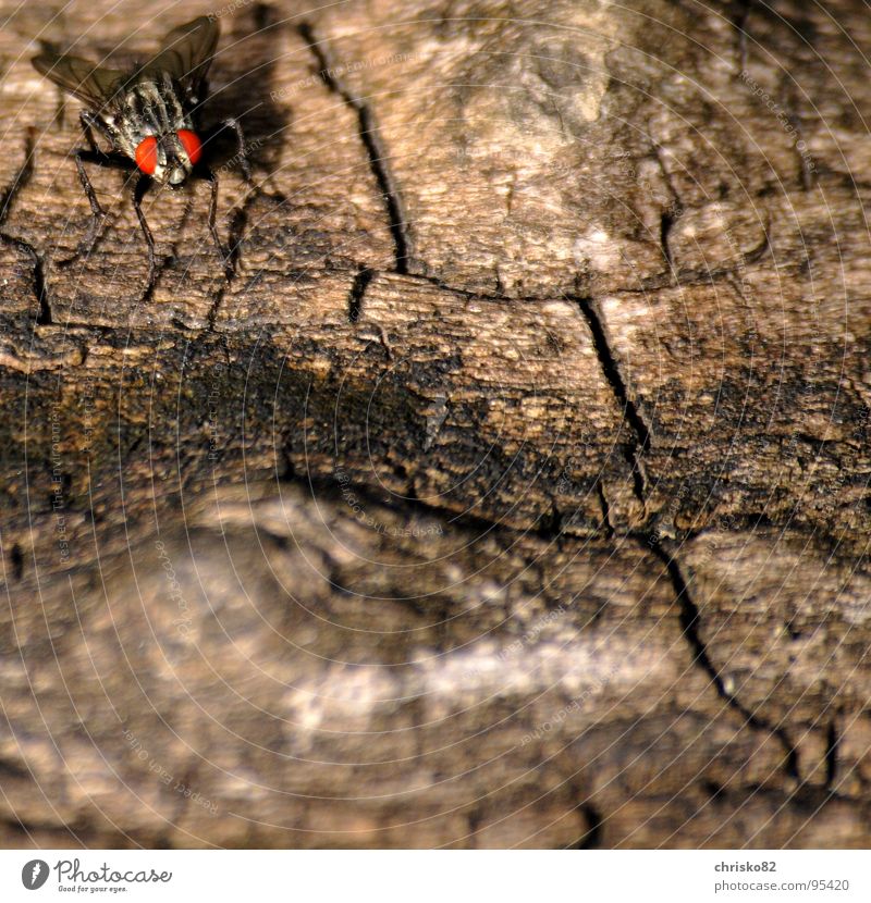 Tarnkappenbomber Insekt Holz Tarnung Visier krabbeln nervig Fliege fly Mucha Auge Flügel Maserung fliegen rechnen