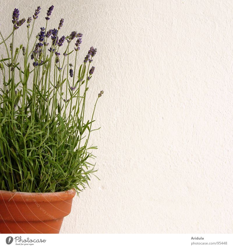 lavendel Lavendel violett Blume Topf Parfum weiß Wand grün Pflanze Blüte Sommer blau Duft Heilpflanzen