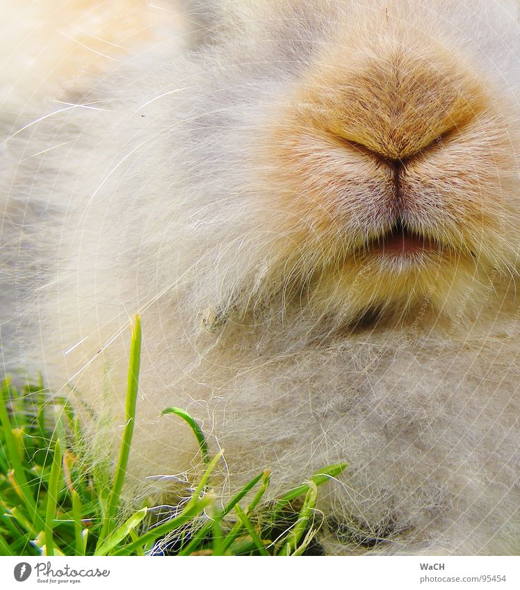 Mein Name ist Hase Hase & Kaninchen Schnauze Fell Haustier Zwergkaninchen Säugetier rabbit Mümmler Nase Mund Rasen Osterhase