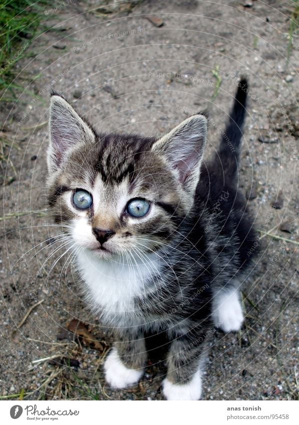 Deine Blauen Augen... Katze klein niedlich Fell verloren Einsamkeit Haustier Miau Suche unschuldig Säugetier Tierjunges Katzenbaby Hauskatze Außenaufnahme