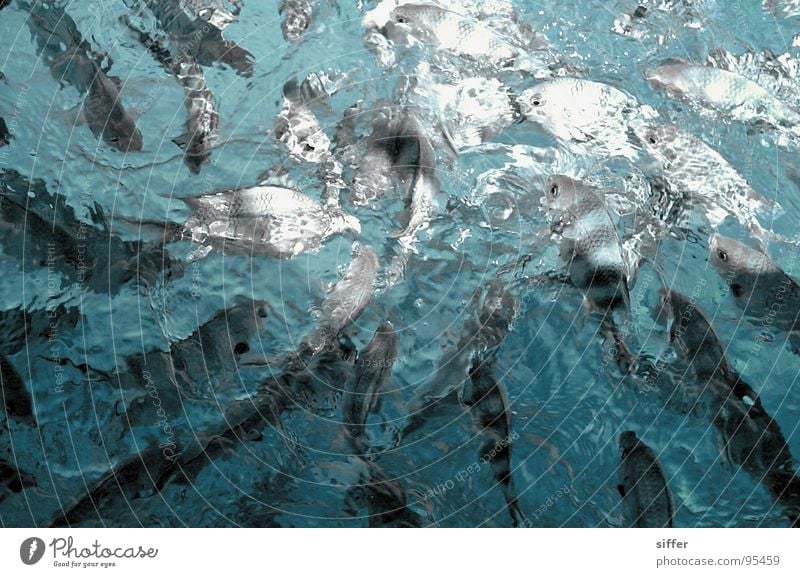 Knastfische kämpfen um Brot (oder: 101 gestreifte fische) türkis weiß dunkel Überlebenskampf Meerwasser Seychellen schwarz grau Angriff Vogelperspektive Mahé