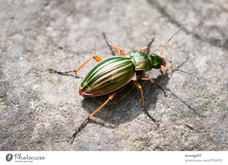 hieb- und stichfest | grüner Ritter Tier Wildtier Käfer Insekt 1 glänzend klein nah gold Laufkäfer Farbe Natur winzig Nahaufnahme Farbfoto mehrfarbig