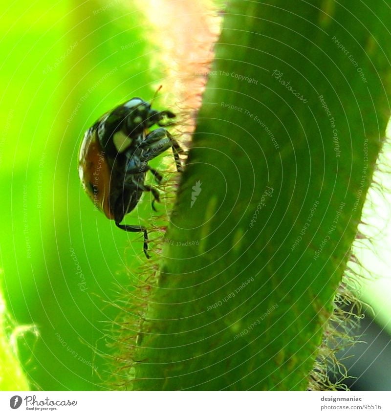 Auf geht's! Marienkäfer grün Stengel Stil krabbeln oben rot schwarz hellgrün Pflanze Gras klein Sommer Jäger steil Makroaufnahme Nahaufnahme Käfer ladybug Beine