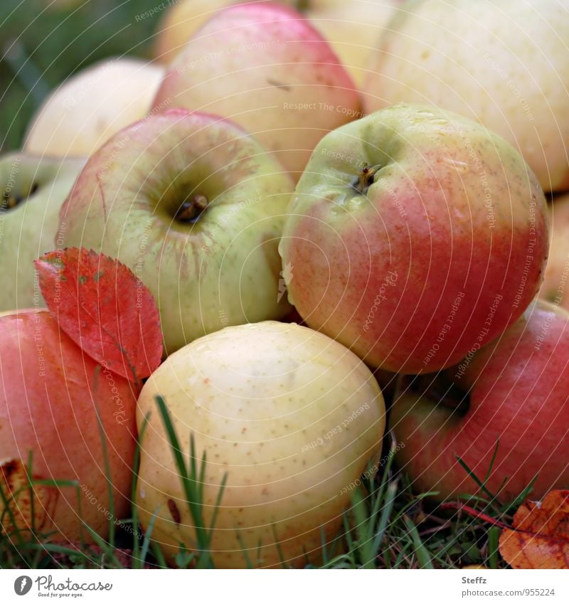 knackig frische Äpfel aus dem Obstgarten Apfelernte Diät Bio Bioprodukte frisches Obst Obsternte Fallobst Gartenfrüchte ernten Vorrat Frucht gesund verlockend