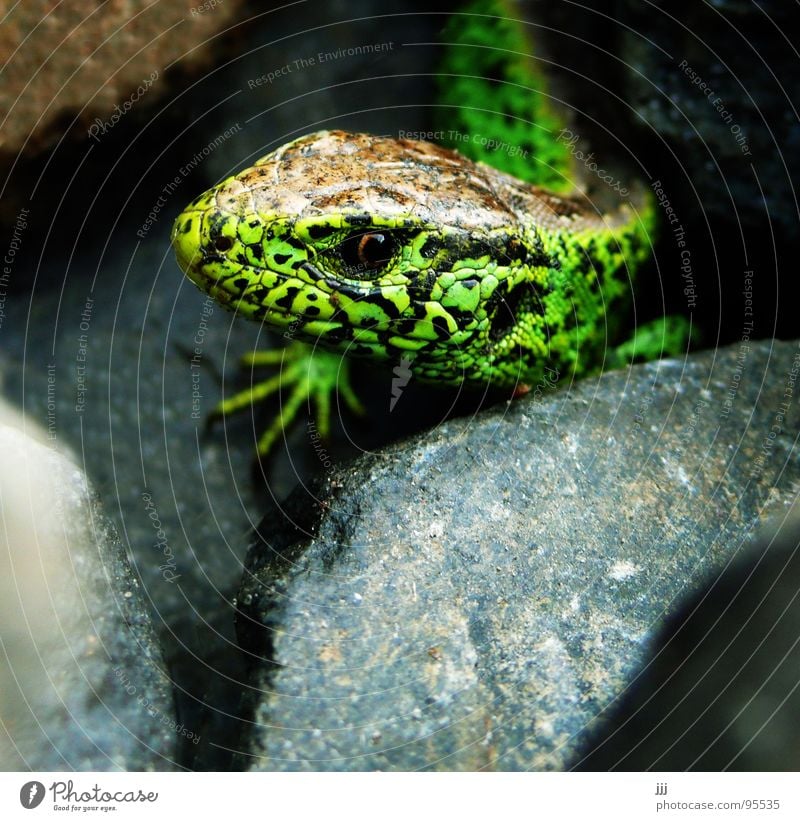 Bahndammreptil Reptil Echte Eidechsen grün Stein Auge Fuß