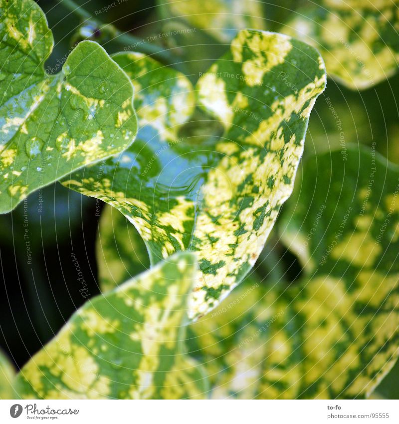 grün Pflanze frisch Sommer Wachstum Regen Wassertropfen