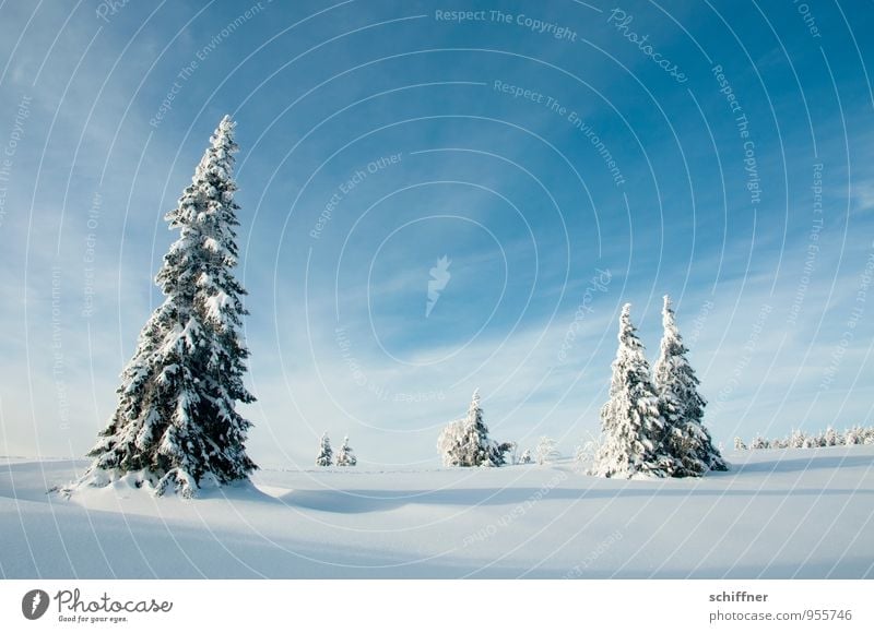 Weihnachtskarte Umwelt Natur Landschaft Pflanze Himmel Wolken Winter Schönes Wetter Eis Frost Schnee Baum kalt blau Tanne mehrere Gruppenzwang Gruppenfoto