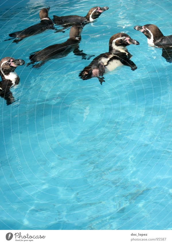 Die Meute zusammenrotten Rudel Pinguin Netzwerk Vogel Horde Schwarm Clan die Familie schwarz-weisse Frackträger Wasser geselliges Beisammensein blau und nass
