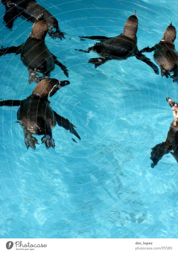 Das Rudel zusammenrotten Pinguin Beutezug Vogel Meute Horde Schwarm Clan die Familie schwarz-weisse Frackträger Wasser geselliges Beisammensein blau und nass
