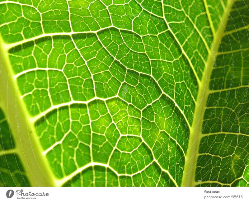 green leave grün Blatt Makroaufnahme Nahaufnahme color Energiewirtschaft