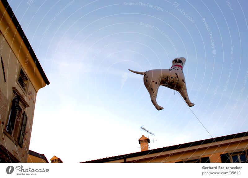 Artgerechte Haltung Hund Dalmatiner Tierschutz aufblasbar Schweben Schnur Zufriedenheit Himmel fliegen überblicken festhalten